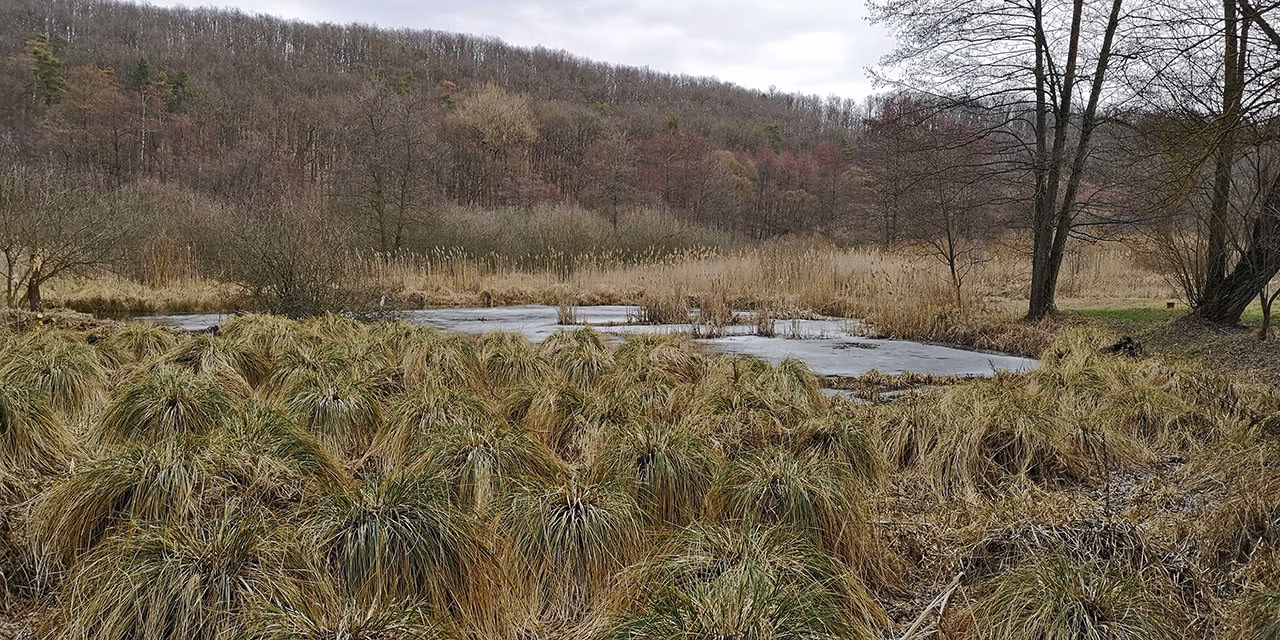 Střelická bažinka