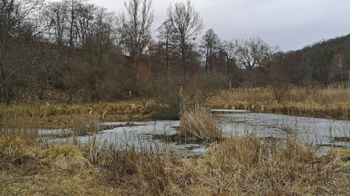 Střelická bažinka